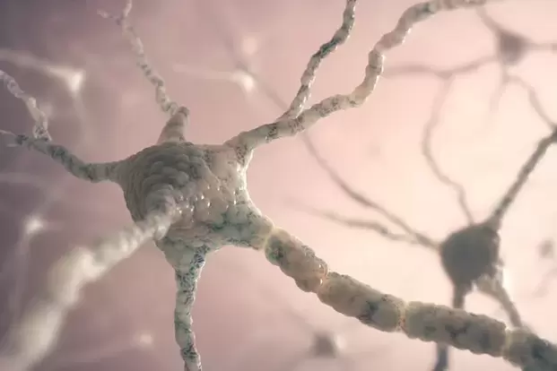 struktura neuronů